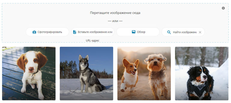 Как узнать породу собаки по фото онлайн бесплатно без регистрации