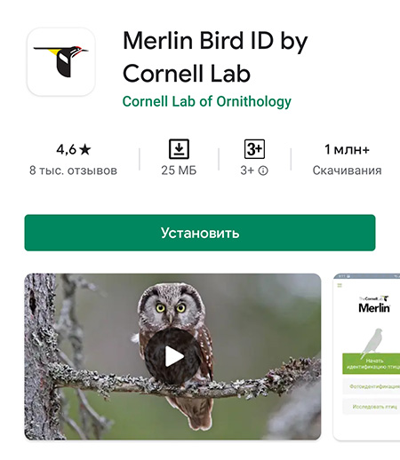 Определить птицу по фото из галереи онлайн бесплатно без регистрации по фото