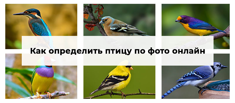 Найти Птицу По Фото Онлайн