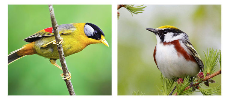 Как распознать птицу по фотографии